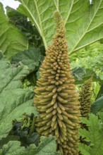 Inflorescence of mammoth leaf (Gunnera manicata), Jardin botanique de Vauville, Beaumont-Hague, La