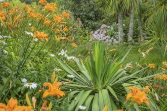 Fire lilies (Lilium bulbiferum), Jardin botanique de Vauville, Beaumont-Hague, La Hague,