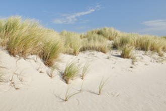Sand dunes on the elbow on the island of Sylt, Germany