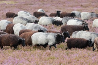 Heidschnucken eating in the midst of the blooming Lüneburger Heide, Lower Saxony, Germany