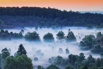 Forest and clouds of fog in Totengrund in the Lüneburger Heide, Lower Saxony, Germany