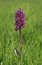 Blooming spotted orchid, Swiss Alps