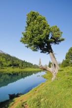 Old pine on Engstlenalp in Gental, Canton of Bern, Switzerland