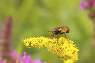 Hedgehog fly (Tachina fera), collecting nectar from a yellow flower of Solidago canadensis