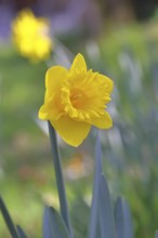 Daffodil (Narcissus), yellow flower in a garden, close-up, Wilnsdorf, North Rhine-Westphalia,