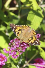 Thistle butterfly (Vanessa cardui) on a Buddleja davidii flower, Wilnsdorf, North Rhine-Westphalia,