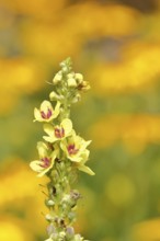 Dark mullein (Verbascum nigrum), flowers, inflorescence, in a natural garden, close-up, Wilnsdorf,