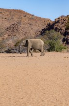African elephant (Loxodonta africana), desert elephant in barren desert landscape, riverbed of the