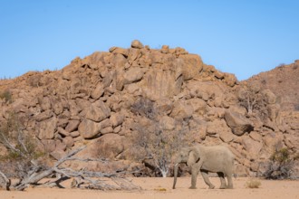 African elephant (Loxodonta africana), desert elephant in barren desert landscape, riverbed of the