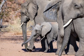 Young elephant among other elephants in the herd, African elephant (Loxodonta africana), desert