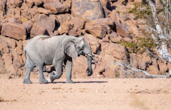 Young African elephant (Loxodonta africana), desert elephant, near the Ugab River, Damaraland,