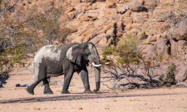 African elephant (Loxodonta africana), desert elephant in barren desert landscape, adult male,