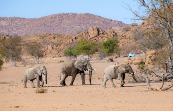 Three African elephants (Loxodonta africana), desert elephants, riverbed of the Ugab River,