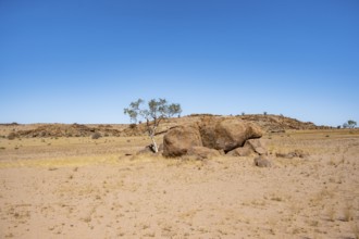Desert landscape, barren landscape with rocks, Brandberg, Erongo, Damaraland, Namibia