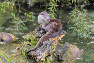 A Eurasian otter (Lutra lutra) rests on a root of a tree with some moss on it lying in the water.