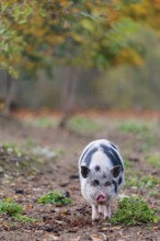 A Kunekune pig (sus scrofa domesticus), a domestic breed from New Zealand walks through a natural