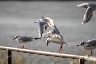 Black-headed gulls in winter dress, on a railing on the Rhine near Duisburg-Walsum, North