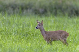 During the mating season, fawns (Capreolus capreolus) are often left to their own devices and watch