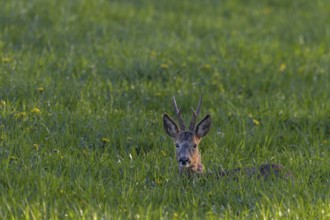 A roebuck (Capreolus capreolus) resting in a meadow, summer coat, summer cover, Germany