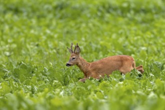 An old roebuck (Capreolus capreolus) purposefully follows the whistling of a doe ready to mate,