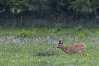 Roebuck (Capreolus capreolus) in best physical condition, eye contact, summer coat, Germany