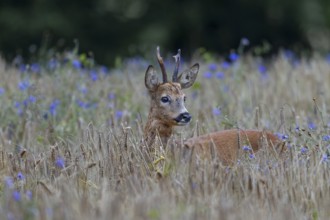 A very old roebuck (Capreolus capreolus) in a barley field with cornflowers (Centaurea cyanus),