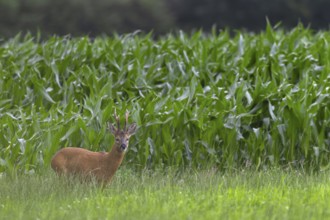 Roebuck (Capreolus capreolus) with unusual horns, an 8-pointer, abnormal, eyes, eye contact, summer