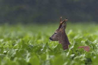 Something attracts the attention of the roebuck (Capeolus capreolus), the ever-increasing rain does