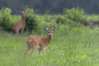 Two doe (Capreolus capreolus) grazing in a meadow, eyes, eye contact, summer coat, Germany