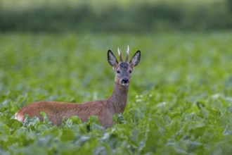 Roebuck (Capreolus capreolus) yearling in a sugar beet field, eye contact, summer coat, Germany