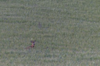 Roebuck (Capreolus capreolus) in a barley field, summer coat, Germany