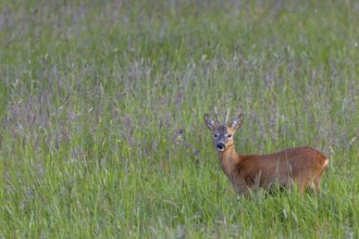 Roebuck (Capreolus capreolus) on a forest meadow, eye contact, summer coat, Germany
