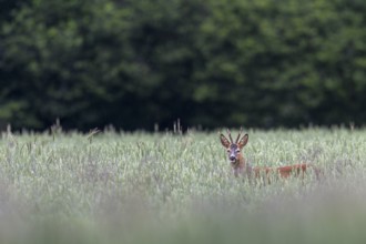 Roebuck (Capreolus capreolus) in a wheat field, eyes, eye contact, summer coat, Germany