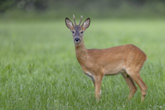 Roebuck (Capreolus capreolus) yearling in summer coat, eye contact, Germany