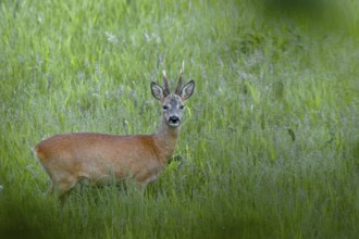 A roebuck (Capreolus capreolus) in best condition shortly in front of the beginning of the leaf