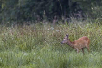 Roebuck (Capreolus capreolus) yearling grazing on a moorland meadow, summer coat, summer cover,