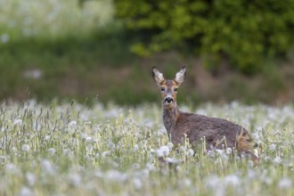 Roe deer (Capreolus capreolus) and fawns on a dandelion meadow (Taraxacum officinale), young