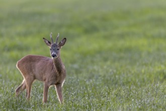 Roebuck (Capreolus capreolus) in summer coat in a meadow in search of food, attentive, Germany