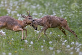 The territorial roebuck (Capreolus capreolus) is so aggressive that it attacks the entire body of