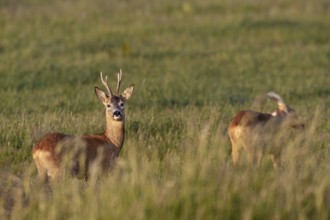 Roebuck (Capreolus capreolus) and doe move to a meadow to graze in the evening, eyes, eye contact,