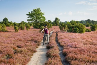 Woman riding a bicycle in the blooming Lüneburger Heide, Lower Saxony, Germany
