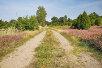 Tree-lined dirt road amidst blooming southern heath, Lower Saxony, Germany