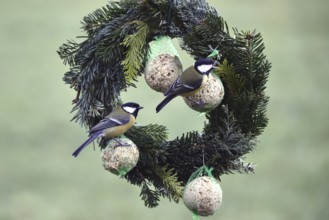 Great tit, (Parus major) eats suet dumplings on a Christmas wreath, Schleswig-Holstein, Germany