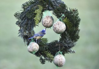Blue tits (Cyanistes caeruleus) eat suet balls on a Christmas wreath, Schleswig-Holstein, Germany