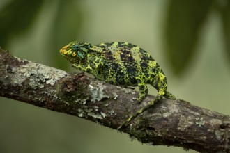 Three-horned chameleon (Trioceros jacksonii), female, Bwindi Impenetrable Forest National Park,