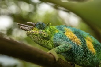 Three-horned chameleon (Trioceros jacksonii), male, Bwindi Impenetrable Forest National Park,