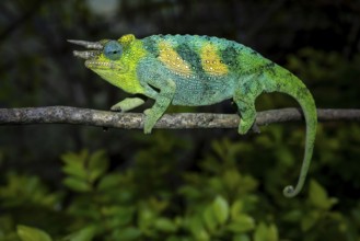 Three-horned chameleon (Trioceros jacksonii), male, Bwindi Impenetrable Forest National Park,
