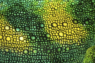 Detail, skin of a three-horned chameleon (Trioceros jacksonii), male, Bwindi Impenetrable Forest