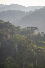 Rainforest, jungle, Bwindi Impenetrable Forest National Park, Uganda