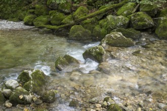 Rottach river, mountain river in the forest, Rottach-Egern, Mangfall Mountains, Upper Bavaria,